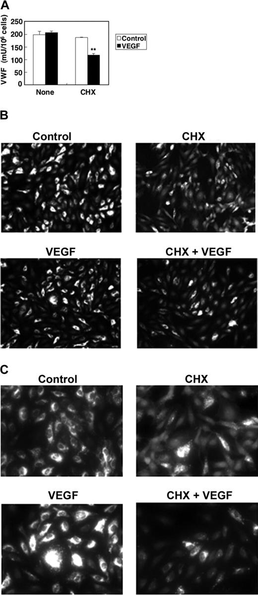Figure 2. Kinetics of VWF expression in VEGF treated cells. (A) Steady-state VEGF protein levels in HAECs. HAECs were treated with 50 ng/mL VEGF or 10 μM CHX 10 μM for 2 hours. The concentration of VWF in the cells was measured by an ELISA. (n = 3 ± SD; *P < .01 compared with VEGF alone). (B) Immunofluorescence of VWF in endothelial cells, low magnification. HAECs were treated with 50 ng/mL VEGF or 10 μM CHX for 2 hours and then stained with anti-VWF antibody and Cy3-conjugated IgG secondary antibody. Magnitude, × 100. (C) Immunofluorescence of VWF in endothelial cells, high magnification. HAECs were treated with 50 ng/mL VEGF or 10 μM CHX for 2 hours and then stained with anti-VWF antibody and Cy3-conjugated IgG secondary antibody. Magnification, × 400. Cells were imaged at 22°C under a Nikon Fluorescent Eclipse E600 microscope (Nikon, Tokyo, Japan) equipped with 10 × 10 and 10 × 40 water immersion objective lenses (Nikon). Images were acquired with a Nikon DXM 1200 digital camera and analyzed with Spot Epi-fl 3.5.2 software (Diagnostic Instruments, Sterling Heights, MI).