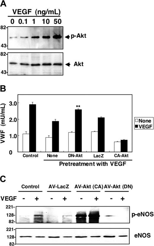Figure 5. Long-term treatment with VEGF activates NO synthesis which nitrosylates NSF and inhibits exocytosis. (A) VEGF increases Akt phosphorylation. HAECs were pretreated with 50 ng/mL VEGF for 30 minutes, and total cell lysates were immunoblotted with antibody to phospho-Akt (top row) or total Akt (bottom row). (B) Dominant-negative Akt blocks VEGF inhibition of exocytosis. HAECs were transduced with adenovirus expressing dominant-negative Akt or adenovirus expressing β-galactosidase at an MOI of 200 for 48 hours, then treated with 50 ng/mL VEGF for 2 hours. Cells were then washed and treated with VEGF 50 ng/mL for 1 hour, and exocytosis was measured with an ELISA for VWF as described for Figure 1 (n = 3 ± SD; **P < .01 versus VEGF + LacZ). (C) Dominant-negative Akt inhibits VEGF-activated phosphorylation of eNOS. HAECs were transduced with adenoviral vectors expressing Akt(CA), Akt (DN), or LacZ at an MOI of 200 for 48 hours. Cells were then treated with 50 ng/mL VEGF for 30 minutes, and total cell lysates were immunoblotted with antibody to phospho-eNOS or eNOS.