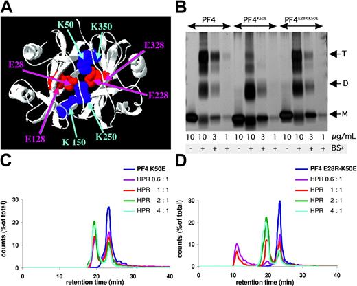 Figure 4. Disruption of PF4 tetramers. (A) Cartoon based on the crystal structure of PF4, illustrating the salt bridges that may be important in tetramer formation. (B) SDS-PAGE demonstrating the equilibrium of PF4 monomer (M), dimers (D), and tetramers (T) in WT PF4 and PF4 with induced mutations after BS3 crosslinking. This gel is representative of 3 independent experiments. (C-D) Chromatographs from SEC-HPLC of PF4-K50E (C) and PF4-E28R-K50E (D), as in Figure 1.