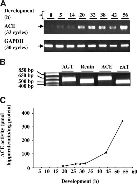 Figure 1. ACE expression and enzymatic activity during the first few days of chicken embryo development. (A) Expression and semiquantification of ACE mRNA by RT-PCR in whole embryo including the yolk sac. The amount of ACE mRNA from 0 to 56 hours of development (HH0 to HH16) was normalized according to cGAPDH mRNA levels. (B) Levels of ACE, AGT, renin, and cAT mRNA, as determined by RT-PCR (35 cycles) in the yolk sac at 24 hours of development (stage HH6). (C) ACE activity in embryos with their yolk sacs from 18 to 56 hours of development (HH4 to HH16), evaluated by hydrolysis of the highly specific synthetic substrate HHL (see “Material and methods”). Each point represents ACE activity in a pool of n = 30 (stage HH4) to n = 3 (stage HH16) embryos (duplicate values).