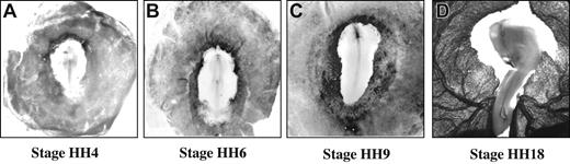 Figure 2. Progression of ACE synthesis from stage HH4 to HH18. Whole-mount in situ hybridization with ACE digoxigenin (Dig)–labeled riboprobe (dorsal view) at stage HH4 (A), HH6 (B), HH9 (C), and HH18 (D). (A) ACE expression is initially limited to a horseshoe-shaped pattern in the anterior extraembryonic area. (B) The expression spreads laterally and caudally on both sides of the embryo. (C) Finally, ACE covers the extraembryonic area. (D) Ventral view of the embryo on day 3 showing ACE labeling in the entire area vasculosa.
