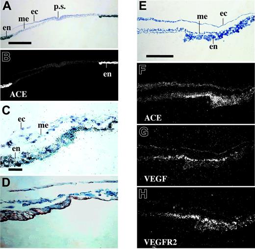 Figure 3. VEGF and VEGFR2 expression at stage HH6: comparison with ACE. Transverse sections, in the posterior half of a blastodisc, at 24 hours of development (stage HH6) were used both for in situ hybridization with ACE, VEGF, or VEGFR2 35S riboprobes (A-C, E-H) and for immunohistochemistry with antibodies against ACE (D). (A-B) ACE mRNA levels in the extraembryonic area (ea). (C) ACE expression is restricted to the endoderm (en). Ectoderm (ec) and mesoderm (mes) lateral to the primitive streak (are not labeled. (D) Immunohistochemistry with antibodies against ACE, on the adjacent section, as shown in panel C. (E-F) Pattern of ACE expression in the yolk sac. For comparison, panels G and H show the expression of VEGF and its receptor VEGFR2, respectively. Unlike ACE mRNA, the VEGF and VEGFR2 mRNAs are restricted to the mesoderm both in the extraembryonic and embryonic area. (A,C-E) Bright-field illumination. (B,F-H) Dark-field illumination. (A-B) Original magnification, × 9; type of the objective lenses, EF × 4; numerical aperture, 0.12. (C-D) Original magnification, × 60; type of the objective lenses, PL APO × 25; numerical aperture, 0.70. (E) Original magnification, × 22; type of the objective lenses, EF × 10; numerical aperture 0.26. (F-H) Original magnification, × 22; type of the objective lenses, EF × 10; numerical aperture 0.26. Scale bar, 500 μm (A-B), 100 μm (G-H), 200 μm (C-F).