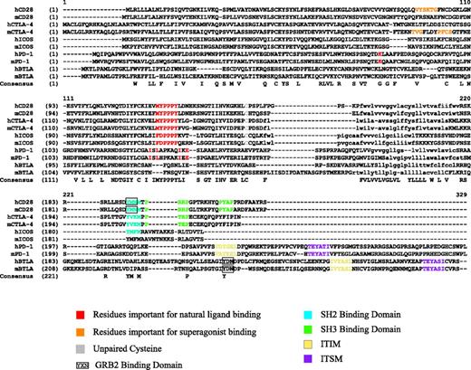 Figure 1. Alignment of CD28 family. The alignment is created using the Clustal W algorithm3 via Vector NTI (Invitrogen, Carlsbad, CA). Functional domains illustrated by indicated color; lowercase indicates transmembrane domain.