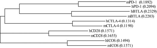 Figure 2. Guide tree analysis of CD28 family. Protein sequences of both the murine (m) and human (h) members of the CD28 family were analyzed via Vector NTI using Clustal W program.3