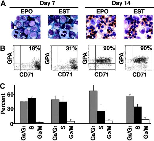 Figure 1. Appearance of erythroid progenitors cultured in EPO and EST on day 7 and day 14. (A) Representative fields of Giemsa-stained erythroid cells. Identical magnification (× 63) was used for all the microscopic fields to demonstrate the decrease in erythroblast size associated with terminal differentiation. (B) Flow cytometric analyses of cells simultaneously stained with anti-transferrin receptor (CD71) and anti-glycophorin A (GPA) antibodies. The percentage in the right upper quadrant of each panel describes the population staining positive for GPA and CD71. (C) Summary of cell-cycle analyses. Bars with standard deviation denote mean percentage values for G0/G1 (▦), S (▪), and G2/M (□) populations from experiments performed on 3 separate donors.