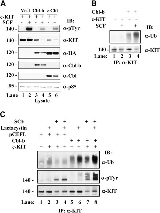 Figure 1. Cbl-b and c-CBL induce the ubiquitination and degradation of KIT. The 293 cells were transfected with c-KIT expression plasmid along with expression vector (pCEFL; Vect) or different HA tagged Cbl-b or c-Cbl constructs. c-KIT was cotransfected together with a plasmid encoding Myc-tagged ubiquitin to facilitate detection of ubiquitylated KIT in panels B and C. Twenty hours later, cells were starved and stimulated with or without SCF as described in “Materials and methods.” (A) Cbl-b and c-Cbl induce the degradation of KIT. Whole-cell lysates were separated on sodium dodecyl sulfate-polyacrylamide gel electrophoresis (SDS-PAGE) gel and immunoblotted (IB) for phosphotyrosine (α-pTyr), KIT (α-KIT), HA (α-HA), Cbl-b (α-Cbl-b), Cbl (α-Cbl), and p85 subunit of phosphatidyl-inositol 3-kinase antibodies (α-p85) as indicated. (B) Cbl-b induces the ubiquitination of KIT. Cell lysates were subjected to immunoprecipitation (IP) with anti-KIT antibody followed by blotting with anti-myc (to detect ubiquitylated KIT) antibody, stripped, and reprobed with KIT antibody. (C) Lactacystin, a proteasome inhibitor, blocks the degradation of ubiquitylated KIT induced by SCF/KIT. Cell lysates were subjected to IP and blotted with anti-myc antibody as in panel B. The membrane was subsequently stripped and probed with α-pTyr and α-KIT. In panels B and C, Ub indicates ubiquitin.
