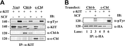 Figure 2. Cbl-b and c-Cbl are associated with KIT and are phosphorylated upon SCF stimulation. Cells were transfected and treated as in Figure 1. (A) Cbl-b and c-Cbl associate with KIT. Cell lysate was immunoprecipitated with α-KIT antibody and probed with antiphosphotyrosine and anti-KIT antibody. The membrane was also probed with anti-HA, anti-Cbl-b, or c-Cbl antibody to show the association of Cbl proteins with KIT. (B) Cbl-b and c-Cbl are phosphorylated upon SCF stimulation. Cell lysate was immunoprecipitated with anti-HA antibody and the blot was probed with α-pTyr to show tyrosine phosphorylation of Cbl proteins in the presence of SCF. Membrane was stripped and reprobed with α-HA to show HA-tagged Cbl-b and c-Cbl.