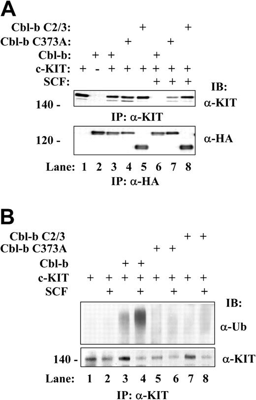 Figure 3. Cbl-b TKB and RF domains are required for Cbl-b-induced degradation and ubiquitination of KIT. The 293 cells were transfected with pCDNA3.c-KIT/pCEFL, pCDNA3/pCEFL.Cbl-b, or pCDNA3.c-KIT with different HA-tagged Cbl-b constructs in their expression vector (pCEFL) as indicated. Cells were starved and stimulated with or without SCF (100 ng/mL) for 10 minutes as in Figure 1. pCDNA3.c-KIT was cotransfected with a plasmid encoding Myc-tagged ubiquitin to facilitate detection of ubiquitylated KIT in panel B. (A) Cbl-b TKB and RF domains are required for Cbl-b-induced degradation of KIT. Cell lysate was immunoprecipitated with either α-KIT or α-HA antibody and probed with anti-KIT or α-HA antibody to show their protein levels. (B) Cbl-b TKB and RF domains are required for Cbl-b-induced ubiquitination of KIT. Cell lysates were subjected to immunoprecipitation (IP) with anti-KIT antibody followed by blotting with anti-myc (to detect ubiquitylated KIT) antibody, stripped, and reprobed with anti-KIT antibody.