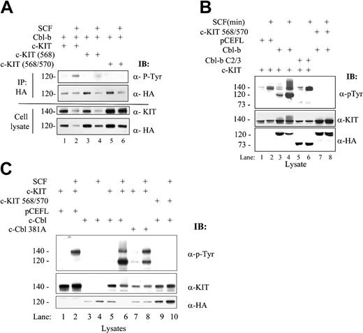 Figure 4. KITY568F/Y570F and Cbl RF domains are essential for SCF-induced degredation of KIT and Cbl proteins. The 293 cells were transfected with different combinations of cDNA constructs or empty vectors as indicated. Cells were starved and stimulated with or without SCF for 10 minutes (A) or 5 minutes (B-C). (A) Y568/Y570, the KIT juxtamembrane SH2 domain docking site, is required for tyrosine phosphorylation of Cbl-b and the degradation of both KIT and Cbl-b induced by SCF stimulation. Cell lysates were immunoprecipitated with anti-HA antibody followed by blotting with α-pTyr to show tyrosine phosphorylation of Cbl-b protein stimulated with SCF. Membrane was stripped and reprobed with α-HA to show Cbl-b levels, or lysates were subjected directly to probe with anti-HA antibody to detect Cbl-b and then stripped and reprobed with anti-KIT antibody to detect the expression of different KIT proteins (bottom 2 panels). (B) Y568/570 in KIT and Cbl-b TKB domain are essential for SCF/KIT-induced tyrosine phosphorylation and degradation of Cbl-b and KIT. Cell lysates were subjected directly to probe with α-pTyr to detect tyrosine phosphorylation of wild-type and mutant Cbl-b or KIT proteins (top), with anti-KIT antibody to detect the expression of different KIT proteins (middle), or with α-HA antibody to detect the levels of wild-type and mutant Cbl-b (bottom). (C) RF domain in c-Cbl is essential for the degradation of KIT and itself induced by SCF, and Y568/Y570 in KIT is essential for the tyrosine phosphorylation of c-Cbl and the degradation of both KIT and c-Cbl. Cell lysates were subjected to probe as in panel B except that α-HA antibody was used to detect the levels of wild-type and mutant c-Cbl.