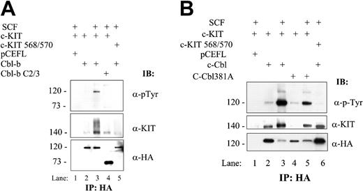 Figure 5. SCF-induced interactions between KIT and Cbl's requires the KIT juxtamembrane SH2 docking site and the Cbl-b TKB domain. (A) TKB domain of Cbl-b and Y568/Y570 in KIT are essential for SCF-induced interaction between Cbl-b and KIT and tyrosine phosphorylation of Cbl-b. Cell lysates used in Figure 4B were subjected to immunoprecipitation with anti-HA antibody followed by blotting as in Figure 4B. (B) Y568/Y570 in KIT is essential for SCF-induced tyrosine phosphorylation of c-Cbl and is important for interaction between c-Cbl and KIT. Cell lysates were subjected to immunoprecipitation with anti-HA antibody followed by blotting as in panel A. Considering that the level of c-Cbl in SCF-stimulated cells is much lower than that in nonstimulated cells, the induction of association between KIT and c-Cbl by SCF is very apparent.