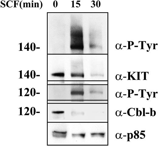 Figure 6. Cbl-b-mediated negative regulation of KIT in MC9 cells. MC9 cells were stimulated with SCF (100 ng/mL) for 0, 15, and 30 minutes as described in “Materials and methods.” The cell lysates were blotted with α-pTyr, α-KIT, and α-Cbl-b and α-p85 antibodies, respectively.