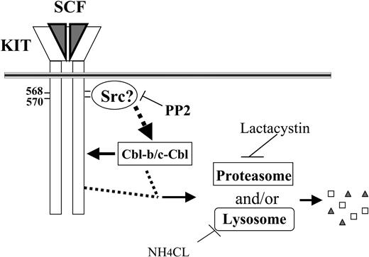 Figure 7. A schematic representation of Cbl-b/c-Cbl mediates KIT down-regulation. After ligand (SCF) binding, KIT is dimerized and autophosphorylated, leading to recruitment of Src kinases to phosphorylated KIT. Activated Src kinases may lead directly or indirectly to the phosphorylation of Cbl-b and c-Cbl. Cbl's then bind and lead to the ubiquitination and degradation of the activated KIT and themselves in a proteasome- and/or lysosome-dependent manner. In this way, cells become insensitive to SCF. It is possible that there is a feedback loop in this pathway.