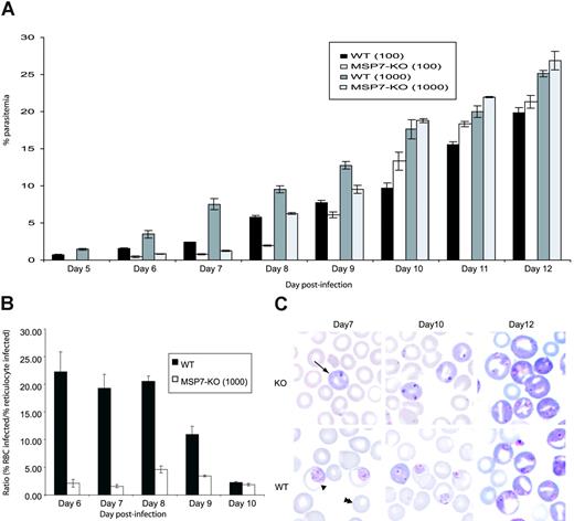 Figure 2. Parasite invasion of erythrocytes in vivo. (A) Parasite growth in vivo. Parasitemia in groups of 6 mice infected on day 0 with 1000 or 100 WT or MSP7ko parasites. The course of parasitemia was observed for 12 days. (B) Ratio of the percentage parasitemia in normocytes and reticulocytes for WT and MSP-7Ko parasites during the course of an infection initiated with 1000 parasites. (C) Giemsa-stained blood smear from infections with WT or MSP7ko parasites at days 7, 10, and 12 after infection. Infected reticulocyte, infected normocyte (mature RBC), and uninfected normocyte are indicated by arrow, single arrowhead, and double arrowheads, respectively.