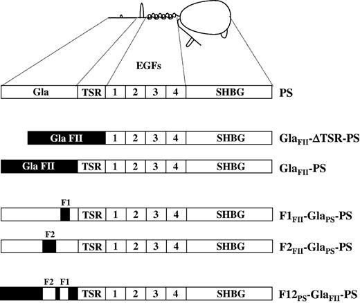 Figure 1. Schematic representation of the PS mutants used in the study. Human PS consists of an N-terminal Gla domain, followed by the TSR, 4 EGFs, and a large SHBG-like region. In each PS mutant, regions in black denote the prothrombin Gla domain. GlaFII-ΔTSR-PS is a PS molecule whose TSR has been deleted (residues 46-74, PS numbering) and whose Gla domain (residues 1-45, PS numbering) has been replaced by the prothrombin Gla domain (residues 1-45, prothrombin numbering). In the GlaFII-ΔTSR-PS chimera, the prothrombin Gla domain ends at Thr45, and the PS EGF1 domain starts at Ala75. GlaFII-PS is a PS molecule in which the only change is the replacement of the PS Gla domain with the prothrombin Gla domain. In GlaFII-PS, the prothrombin Gla domain ends at Thr45, and the PS TSR starts at Val46. In the PS mutant F1FII-GlaPS-PS, the amino acid residues 33, 35, 36, and 39 of PS Gla domain face 1 are replaced with the corresponding residues of prothrombin. In F1FII-GlaPS-PS, the amino acid residues 21, 23, 24, 28, 34, 41, and 45 of PS Gla domain face 2 are replaced with the corresponding residues of prothrombin. In F12PS-GlaFII-PS, the amino acids at position 21, 23, 24, 28, 33, 34, 35, 36, 39, 41, 42, and 45 in GlaFII-PS are replaced with the corresponding residues of PS.