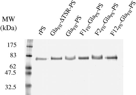 Figure 2. SDS-PAGE analysis of the PS mutants used in the study. Purified wild-type rPS and PS mutants (1 μg) were subjected to 10% SDS-PAGE in reducing conditions (5% β-mercaptoethanol) and were stained with Coomassie blue, as described in “Materials and methods.”