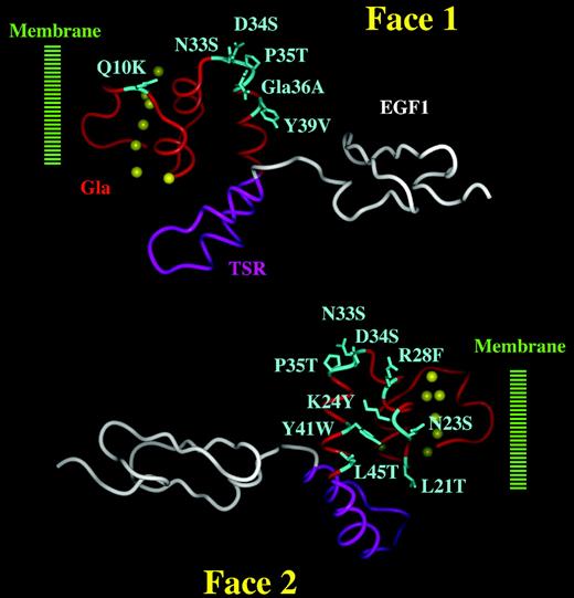 Figure 5. Putative APC-binding sites at the surface of the PS Gla domain. The PS Gla domain is shown in red, the TSR in purple, and the EGF1 domain in white. Ca2+ ions are depicted as yellow spheres. The PS Gla domain is thought to insert into the membrane surface through its N-terminal ω-loop (approximately the first 10 residues). Solvent-exposed amino acid residues that differ significantly from the corresponding residues in prothrombin are shown in blue, and the nature of the substitution is indicated at each position (eg, human PS has a Gln at position 10 whereas human prothrombin has a Lys). Face 1 comprises amino acids Gln10, Asn33, Asp34, Pro35, Gla36, and Tyr39. Face 2 comprises amino acids Leu21, Asn23, Lys24, Arg28, Asn33, Asp34, Pro35, Tyr41, and Leu45. Residues at positions 33, 34, and 35 are at the interface and are, therefore, present on both faces. In the present study, Asn33 and Pro35 was considered part of face 1, whereas Asp34 was considered part of face 2.