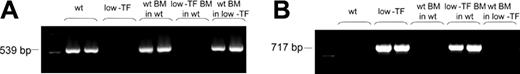 Figure 2. PCR analysis of peripheral blood cell DNA. Oligonucleotide primer pairs are specific for (A) the murine wild-type TF allele and (B) the neomycin gene from the TF null allele. Lane 1 in each panel contains molecular weight markers. Results from 2 mice in each group are shown. Wild-type mice given transplants with wild-type marrow are designated as wt BM in wt, wild-type mice given transplants with low-TF marrow as low-TF BM in wt, and low-TF mice given transplants with wild-type marrow as wt BM in low-TF.