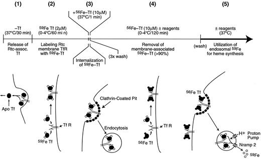 Figure 1. Protocol to prepare reticulocytes containing 59Fe-labeled endosomes.
