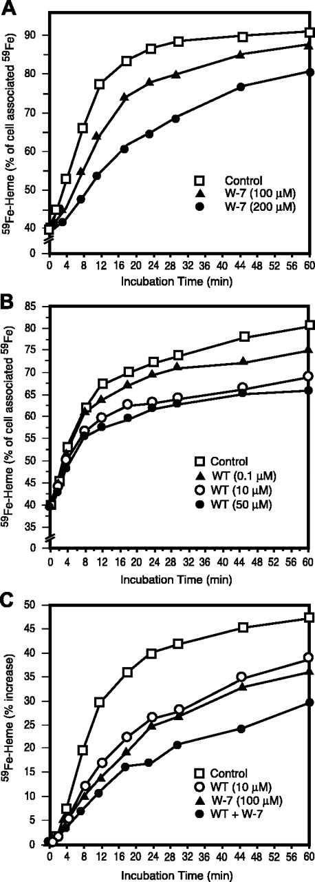 Figure 6. Effects of wortmannin (WT) and N-(6-aminohexyl)-5-chloro-1-naphthalene sulfonamide (W-7) and their combination on the use of endosomal 59Fe for heme synthesis. WT (A) and W-7 (B) were included during the last 30 minutes of period 4 and all of period 5 (Figure 1); the data are displayed as in the previous 3 figures. (C) The results of incubation WT or W-7 (as in panels A and B) or the combination of WT and W-7 are presented as the percentage of increase in 59Fe-heme content from time = 0 (ie, at the beginning of period 5).