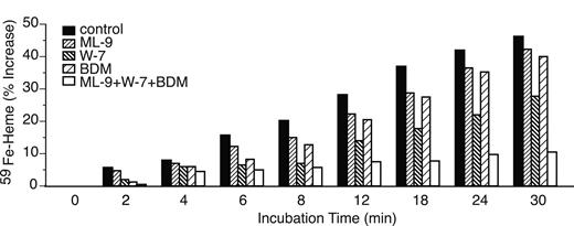 Figure 7. Effects of 1-5(-chloronaphthalene-1-sulfonyl)-1h-hexahydro-1,4-diazepine (ML-9; 100 μM), W-7 (100 μM) and 2,3-butanedione monoxine (BDM) (20 mM), or their combination, on the use of endosomal 59Fe for heme synthesis. These reagents were included during the last 30 minutes of period 4 and all of period 5. The results are presented as in Figure 6C (ie, percentage of increase in 59Fe-heme from the beginning of period 5).