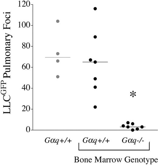 Figure 3. Gαq expression within hematopoietic-derived cells is a major determinant of metastatic potential. Lethally irradiated, wild-type, C57Bl/6 mice received transplants of bone marrow derived from either Gαq+/+ or Gαq–/– mice. After recovery of hematopoietic function, the mice were intravenously injected with LLCGFP cells. Shown is the total number of surface pulmonary foci observed within individual transplant recipients (•) as well as the number of foci observed in 4 wild-type mice that had not undergone the transplantation procedure () injected in parallel with LLCGFP cells. The horizontal bars represent median values. *P < .001, Mann-Whitney U test.