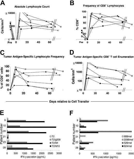 Figure 2. High levels of tumor antigen-reactive clones persist in the blood of ablated patients after adoptive transfer. (A) Elevated numbers of lymphocytes in the peripheral blood of select patients following cell transfer contract to normal levels. Approximately 1 week after transfer, absolute lymphocyte counts (ALCs) were measured from peripheral blood from patients 9 (▵), 10 (▧), 20 (♦), 21 (•), 23 (x), and 28 (▪). The x-axis represents days relative to cell transfer, with day 0 representing the day of cell infusion. Latest time points analyzed for patients 9, 10, and 23 were days 124, 524, and 161 after infusion, respectively. (B) CD8+ T-cell frequencies are generally elevated after cell transfer and diminish temporally. The frequency of CD8+ cells was measured on gated viable lymphocytes. (C) High frequencies of tumor antigen-specific CD8+ T cells persist in the peripheral blood of select patients. Tumor antigen-specific CD8+ T cells were identified using MART-1: 27-35(27L) peptide containing HLA-A*0201 tetramer complexes or Vβ-specific antibodies. (D) High numbers of melanoma-specific CD8+ T cells persist in the blood of metastatic melanoma patients receiving ACT. Absolute numbers of tumor antigen-specific CD8+ T cells were calculated as number of CD8+ lymphocytes per mm3 times percent tetramer or Vβ-specific antibody positive. (E-F) PBLs from treated patients maintain tumor antigen-specific reactivity. Posttreatment PBL from patients 9 (d 56), 10 (d 524) 20 (d 56), 21 (d 63), 23 (d 28), and 28 (d 97) was tested for IFN-γ secretion in response to T2 targets cells pulsed with 1 μM gp100:209-217 or MART-1:27-35 (M1) peptide, or 10 μM MART-1:27-35 (M10) peptide (E) or melanoma cell lines 888 (HLA-A2- MART-1+), 2098 (HLA-A2+ MART-1-), 526 (HLA-A2+ MART-1+), or 624 (HLA-A2+ MART-1+) by standard ELISA assay (F).