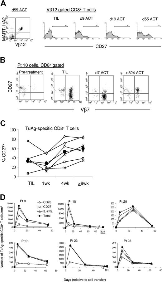 Figure 5. CD27 expression by melanoma antigen-specific CD8+ T cells increases in an indolent manner and identifies a subset of memory cell precursors within the effector cell population. (A) The increase in CD27 by tumor-specific CD8+ T cells occurs in an indolent fashion. Dot plot analysis shows that the MART-1:26-35(27L) peptide-specific lymphocyte population from the peripheral blood of patient 9 is composed of Vβ12+ cells 55 days after cell transfer (left). Representative histograms show the steady temporal increase in CD27 expression level and frequency by Vβ12+ CD8+ T cells from patient 9. (B) The frequency of CD27-expressing tumor-reactive T cells decreases in the early aftermath of cell transfer in select patients. Dot plot analysis of CD8+ T cells from patient 10 TIL and PBLs demonstrates the early reduction in CD27 expression by the Vβ7+ tumor-reactive population at day 7 after transfer, compared with TIL, and the uniformity of CD27 expression 524 days after ACT. (C) The frequency of CD27-expressing melanoma-reactive CD8+ T cells increases with continued persistence in vivo. Tumor antigen-specific CD8+ T cells from patients 9 (x), 10 (▧), 20 (⋄), 21 (□), 23 (○), and 28 (▵) were assayed for CD27 expression in the TIL or peripheral blood 1, 4, and 8 or more weeks after ACT. The average of all values is shown (•). (D) CD27 identifies a stable subset of tumor antigen-specific CD8+ effector T cells that give rise to the memory T-cell population in most patients. Longitudinal examination of the absolute number of CD28- (⋄), CD27- (□), or IL-7Rα- (▵) expressing melanoma antigen-specific CD8+ T cells compared with the total number of melanoma antigen-specific CD8+ T cells (•) in the blood of all 6 patients is shown. Values represent the number of tumor antigen-specific CD8+ T cells with the indicated phenotype in the peripheral blood as cells/mm3.