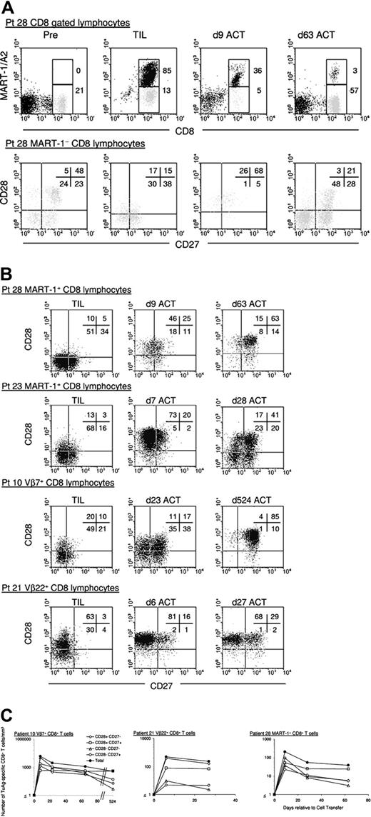 Figure 6. Persisting melanoma antigen-specific CD8+ T cells express both CD27 and CD28 in vivo. (A) Expression of CD27 and CD28 by the reconstituting endogenous CD8+ T-cell repertoire. Dot plot analysis of gated CD8+ MART-1/A2 tetramer-negative T cells from patient 28's PBLs obtained prior to and after ACT of TIL reveals that the phenotype of pretreatment CD8 T cells is restored in reconstituting CD8 T-cell population. The frequency of CD28+ CD27- is low in PBLs prior to lymphodepletion and at day 63 after cell infusion. (B) Transfer of predominantly CD27- CD28- TIL results in the generation of a persisting population of CD27+ CD28+ tumor antigen-specific CD8+ T cells. Representative dot plots show the expression of CD27 and CD28 on tumor antigen-specific CD8+ T cells from TIL and posttreatment PBL samples from patients 28 (MART-1+), 23 (MART-1+), 10 (Vβ7+), and 21 (Vβ22+). The tumor antigen-reactive T-cell population transitioned through a CD28+ CD27- 1 week after transfer before becoming CD27+ CD28+ memory T cells. (C) CD28-expressing melanoma-reactive CD8+ T cells that concomitantly express CD27 persist after ACT in vivo. The absolute number of transferred tumor antigen-specific CD8+ T cells expressing both CD27 and CD28 was assessed in PBLs from patients with objective clinical responses (10, 21, and 28) beginning 1 week after infusion and is represented as cells/mm3, depicted in log scale.