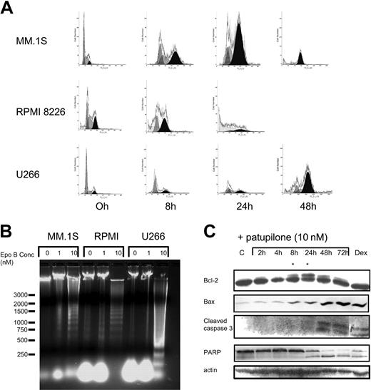 Figure 4. Patupilone induces G2M arrest of MM cells, followed by apoptosis. (A) MM.1S, RPMI 8226, and U266 cells were incubated in culture medium containing 10 nM patupilone for 0, 8, and 24 hours; cell cycle profile was obtained as described in “Materials and methods.” By 48 hours, remaining viable cells were in G2M phase. Gray histograms indicate G1/S phase; black histograms, G2M phase; and white outline, all phases. (B) Cell lines were exposed to 0, 1, or 10 nM patupilone. DNA laddering, indicative of apoptosis, was observed after 24-hour exposure of MM.1S, RPMI 8226, and U266. (C) Western blot analysis of protein lysates obtained from MM.1S cells treated for 0, 2, 4, 8, 24, 48, and 72 hours with 10 nM patupilone were probed with antibodies to bcl-2, bax, caspase 3, and PARP. Treatment for 8 and 24 hours led to emergence of an extra bcl-2 band (*), consistent with phosphorylated bcl-2. Cleaved forms of caspase 3 and PARP, indicative of caspase activation and apoptosis, respectively, appeared by 24 hours. Dexamethasone-treated cells served as a control for apoptosis, and actin served as a protein loading control.