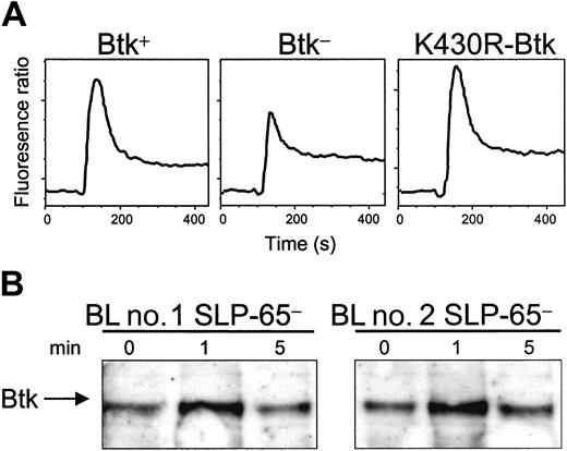 Figure 1. Kinase domain-independent and SLP-65-independent function of Btk. (A) K430R-Btk stimulates calcium flux in response to BCR activation. Indo-1 AM-loaded splenic B cells of the indicated mice were stimulated with anti-IgM F(ab′)2 fragments and calcium flux was monitored. The plots are representative for 2 to 4 mice of each genotype. (B) Btk phosphorylation in the absence of SLP-65. Cultured cells from 2 different SLP-65- pre-B-cell lymphomas (BL no. 1 and BL no. 2) were either not stimulated or stimulated for 1 or 5 minutes with polyclonal anti-IgM F(ab′)2 fragments. The presence of Btk in antiphosphotyrosine immunoprecipitates from total cellular lysates was analyzed by Western blotting using Btk-specific antibodies.
