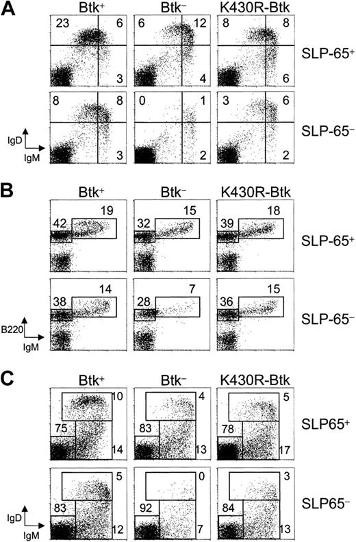 Figure 2. K430R-Btk partially corrects the defects in B-cell development in Btk/SLP-65 double-mutant mice. Flow cytometric analysis of (A) spleen and (B) bone marrow of Btk+, Btk-, and K430R-Btk mice on either the SLP-65+ or the SLP-65- background. (A) IgM/IgD profiles of total splenic lymphoid cells, (B) IgM/B220, and (C) IgM/IgD profiles of total bone marrow lymphoid cells. Lymphoid cells were electronically gated on the basis of forward and side scatter characteristics. Data are presented as dot plots and the percentages within the indicated quadrants or gates are given. The plots are representative for 5 to 14 mice of each genotype.