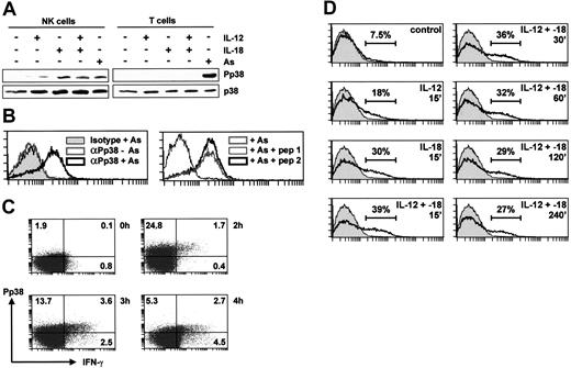Figure 3. MAPK p38 is activated by IL-12 and IL-18 only in NK cells. (A) NK or T cells (3 × 106), purified by negative selection from PBLs, were stimulated for 15 minutes with sodium arsenite (As), IL-12, and/or IL-18 (20 ng/mL). Lysates were prepared and Western blotted for phospho-p38 (top) or total p38 (bottom). (B) NK cells were purified by negative selection from PBLs, left untreated or stimulated with sodium arsenite (As) for 15 minutes, then stained with PE-conjugated anti-phospho-p38 antibody or its isotype control (left). In the right-hand panel, cells were treated with sodium arsenite and stained with PE-conjugated anti-phospho-p38 antibody in the presence of 0.1 mg/mL of a phosphorylated p38 peptide corresponding to the antigen (pep 1) or the corresponding nonphosphorylated peptide (pep 2). (C) NK cells were purified by negative selection from PBLs and left untreated or stimulated with IL-12 and IL-18 (20 ng/mL each) for 2, 3, or 4 hours in the presence of Brefeldin A. Intracellular IFN-γ and phospho-p38 content were assessed by 2-color flow cytometry. Note that methanol fixation is required for detection of phospho-p38 but is not optimal for detection of IFN-γ; therefore, expression of the cytokine is underestimated. (D) NK cells were purified by negative selection from PBLs, left untreated or treated with IL-12 and/or IL-18 (20 ng/mL) for the indicated times, and stained with PE-conjugated anti-phospho-p38 antibody. The isotype control is shown in gray in each panel, and estimated percentages of phospho-p38-positive cells are indicated.