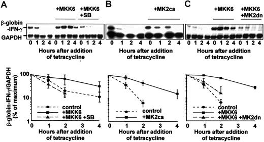 Figure 5. The IFN-γ 3′ UTR mediates regulation of mRNA stability by the p38 pathway. (A) HeLa-TO cells were transfected with 100 ng of pTetBBB-IFN-γ and 100 ng of pCDNA3 or pCDNA3-MKK6E (which expresses a constitutively active mutant of MKK6). Total DNA was made up to 1 μg by addition of carrier (pBluescript; Stratagene, La Jolla, CA). After 24 hours, cells were treated with 1 μM SB203580 (SB) or vehicle (0.1% DMSO) for 5 minutes prior to addition of tetracycline (final concentration 100 ng/mL). Cells were harvested at the intervals shown and ribonuclease protection assays performed to quantify β-globin-IFN-γ (reporter) and GAPDH (loading control) mRNAs. This experiment was performed 3 times, reporter mRNA levels were normalized against GAPDH, and mean outcomes plotted on a semilogarithmic graph (bottom). Error bars indicate SEM. (B) HeLa-TO cells were transfected with 100 ng of pTetBBB-IFN-γ and 800 ng of pEF or pEF-MK2ca (which expresses a constitutively active mutant of MK2). Total DNA was made up to 1 μg by addition of carrier (pBluescript). After 24 hours, tetracycline was added and cells were processed as described above. Mean outcomes of 3 independent experiments were plotted as described for panel A. (C) HeLa-TO cells were transfected with 100 ng of pTetBBB-IFN-γ, 100 ng of pCDNA3 or pCDNA-MKK6E, and 800 ng of pEF or pEF-MK2dn (which expresses a dominant-negative form of MK2). After 24 hours, tetracycline was added, cells were processed, and mean outcomes of 3 independent experiments were plotted as described for panel A.