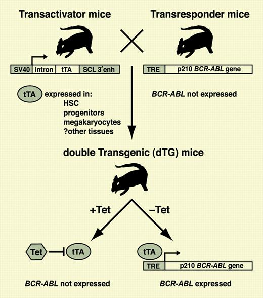 In transactivator mice, tTA is expressed in HSCs and progenitors under control of the SCL enhancer, whereas transresponder mice do not express the BCR-ABL transgene regulated by the tetracycline response element (TRE). In double-transgenic progeny, tTA is repressed in the presence of tetracycline (Tet) but can transactivate the BCR-ABL gene in HSCs upon withdrawal of antibiotic. For details, see the article by Koschmieder et al beginning on page 324.