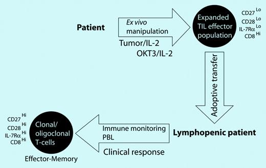 Schematic of the adoptive transfer of a population of in vitro–expanded melanoma-specific CD8+ T cells in the lymphopenic recipient and, following contraction of the infused effector cells, emergence of clonal/oligoclonal effector memory T cells.