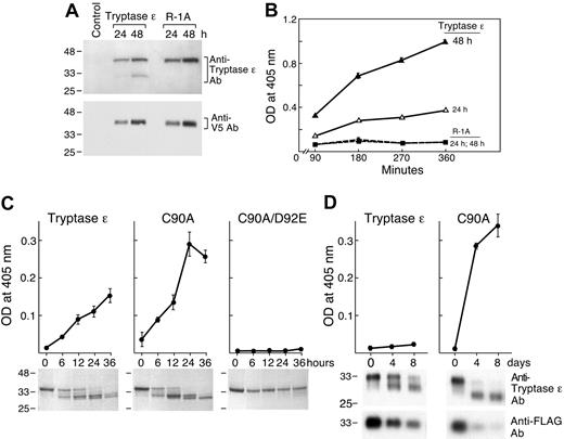 Figure 1. Generation of recombinant human tryptase ϵ in COS-7 and insect cells, and spontaneous activation of the recombinant protease. (A) Wild-type pro–tryptase ϵ and its activation-resistant R-1A mutant were expressed in COS-7 cells. After 24 and 48 hours, aliquots of the conditioned medium were subjected to SDS-PAGE and the resulting protein blots were probed with anti–tryptase ϵ antibody (top) or anti-V5 antibody (bottom). (B) Wild-type, COS-7 cell–derived tryptase ϵ (▵, ▴), and its R-1A mutant (▪, □) that had incubated for 24 (▵, □)or 48 (▴, ▪) hours also were evaluated for their enzymatic activity using the tryptase ϵ–susceptible synthetic substrate H-D-Leu-Thr-Arg-pNA. OD indicates optical density. (C-D) Recombinant pro–tryptase ϵ, its C90A mutant, and its C90A/D92E double mutant also were generated using a baculovirus-High 5 insect cell expression system. Insect cells were cultured for 4 days and the resulting condition medium was applied to an anti-FLAG column. Purified wild-type tryptase ϵ and its mutants were incubated at 37°C (C) or 4°C (D) for the indicated times. Aliquots of the resulting products were then evaluated for their enzymatic activity using H-D-Leu-Thr-Arg-pNA (top rows). Other aliquots were subjected to SDS-PAGE under reducing conditions. In the bottom row of panel C, the resulting gels were stained with Coomassie blue. Molecular-mass standards are indicated on the left. In the lower rows of panel D, immunoblots were prepared and probed with anti–tryptase ϵ or anti-FLAG antibodies. Error bars in this and subsequent figures indicate the mean ± standard error of the mean from a single experiment carried out in triplicate. Experiments were carried out more than 2 times to confirm the data.