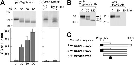 Figure 2. Activation of purified pro–tryptase ϵ with active tryptase ϵ. (A) Insect cell–expressed pro–tryptase ϵ (left column) or its C90A/D92E mutant (right column) were incubated with spontaneously activated tryptase ϵ in an approximately 20:1 ratio at 37°C for up to 120 minutes. Aliquots of the resulting digests were subjected to SDS-PAGE under reducing conditions. Shown are the Coomassie blue–stained gels (top row). Other aliquots were evaluated for their enzymatic activities using H-D-Leu-Thr-Arg-pNA (bottom row). In a control experiment for the left-column experiments, pro–tryptase ϵ was not activated if incubated with the C90A/D92E mutant that lacks its propeptide (data not shown). (B) An excess of pro–tryptase ϵ was incubated with active tryptase ϵ for 0, 30, or 120 minutes. SDS-PAGE/immunoblots were probed with anti–tryptase ϵ antibody (left panel) or anti-FLAG antibody (right panel). (C) The N-terminal amino acid sequences of protein bands 1, 2, and 3 in panel B are shown, as well as a schematic model of the 3 tryptase ϵ products identified in this study. The black (▪) domain in each right panel is the protease's propeptide, which is covalently linked to the catalytic domain presumably via the Cys-9-Cys112 disulfide bond. The hatched (▨) domain at the protein's C terminus corresponds to the FLAG peptide that is found only in the unprocessed tryptase ϵ zymogen.