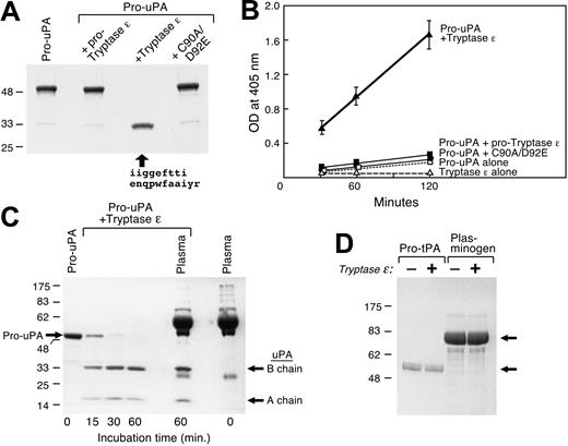 Figure 3. Activation of uPA by tryptase ϵ. A single-chain pro-uPA was incubated in buffer alone (left lane) or buffer containing pro–tryptase ϵ, active wild-type tryptase ϵ, or its inactive C90A/D92A mutant (lanes 2, 3, and 4, respectively). After a 2-hour incubation at 37°C, the treated samples were subjected to SDS-PAGE under reducing conditions; the resulting gels were stained with Coomassie blue. N-terminal amino acid sequence analysis also was performed on the indicated approximately 33-kDa product detected in the third lane (arrow). (B) Aliquots of the resulting reactions were evaluated for the presence of an active protease that cleaves H-Glu-Gly-Arg-pNA. As noted (▴), tryptase ϵ treatment of pro-uPA resulted in the generation of a mature enzyme that readily cleaved the uPA-sensitive substrate. (C) Time-dependent activation of pro-uPA with tryptase ϵ is shown in the left 4 lanes. In lane 5, tryptase ϵ was added to a 20-fold excess of pro-uPA after incubation with plasma (2% final volume) for 30 minutes at room temperature. Lane 6 on the far right is the control, depicting the proteins in plasma before tryptase ϵ treatment. In a second experiment (data not shown), purified, recombinant tryptase ϵ again quickly activated pro-uPA even in the presence of plasma proteins. (D) pro-tPA and plasminogen were incubated in the absence (-) or presence (+) of active tryptase ϵ. After a 2-hour incubation at 37°C, the resulting reaction products were subjected to SDS-PAGE under reducing conditions. The resulting gel was stained with Coomassie blue. The top and bottom arrows point to plasminogen and pro-tPA, respectively. As noted, tryptase ϵ was unable to activate either zymogen under the tested conditions.