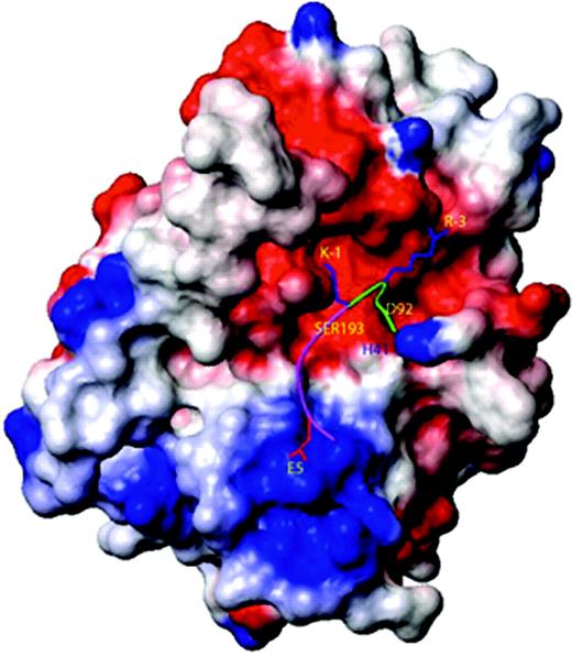 Figure 4. Surface and ball-and-stick representation of the model of tryptase ϵ binding to pro-uPA. The 13-mer sequence in pro-uPA (residues -7 to +6) recognized by tryptase ϵ is shown as a green/magenta ribbon with 3 of its side chains (R-3, K-1, and E5) in stick representation. The green portion of the ribbon represents the C-terminal end of pro-uPA's propeptide; the magenta portion of the ribbon represents the N-terminal end of the protease's main-chain, catalytic domain. Tryptase ϵ is shown in surface representation and is colored according to its electrostatic potential. The red, blue, and white regions are negatively, positively, and neutrally charged, respectively. The active-site triad residues H41, D92, and S193 are labeled in their approximate locations on the surface of tryptase ϵ. The figure was generated using the MOLMOL program.39