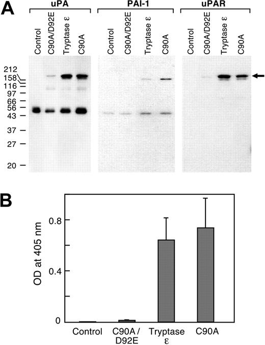 Figure 5. Effect of tryptase ϵ on human bronchial smooth-muscle cells. (A) Human bronchial smooth muscle cells were placed in serum-free medium alone (control) or with tryptase ϵ, its C90A mutant, or its C90A/D92E mutant. After an overnight incubation, the conditioned medium was collected, concentrated, and subjected to SDS-PAGE under nonreducing conditions. The resulting protein blots were probed with anti-uPA (left), anti–PAI-1 (middle), and anti-uPAR (right) antibodies. Not shown are the immunoblot data of the residual cell lysates, which in all instances contained substantial amounts of uPAR. Although some uPAR is shed in tryptase ϵ–treated cells, most of the receptor remains cell associated. (B) Samples of the conditioned medium also were evaluated for the presence of enzymatically active uPA using the substrate H-Glu-Gly-Arg-pNA.