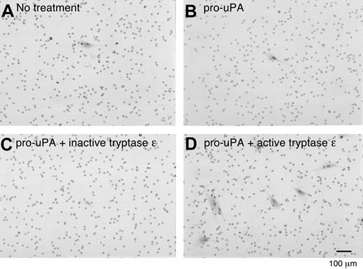 Figure 6. Tryptase ϵ/uPA-mediated extravasation of smooth-muscle cells in a Matrigel cell-invasion assay. The ability of normal human bronchial smooth muscle cells to migrate through a basement membrane–like extracellular matrix was evaluated in the presence or absence of tryptase ϵ and uPA. Smooth muscle cells were added to the top wells of each chamber. Nothing else was added in panel A. Pro-uPA alone or with inactive C90A/D92E tryptase ϵ or active tryptase ϵ was added to panels B, C, and D, respectively. FCS-enriched culture medium was added to each bottom chamber as a source of chemotactic factors. Shown are the Masson trichrome+ smooth muscle cells (red) that migrated through each Matrigel-coated membrane. Similar results were obtained in a second experiment. Pro-uPA–expressing smooth muscle cells (SMCs) were able to invade the Matrigel when exposed to approximately 100 nM enzymatically active tryptase ϵ alone (data not shown) but not its inactive C90A/D92 mutant. However, a better response was obtained if a small amount of exogenous pro-uPA was present, presumably because the tryptase ϵ–generated exogenous uPA can overwhelm the amount of PAI-1 present in the 10% FCS and conditioned medium that counteracts the chemotactic response.