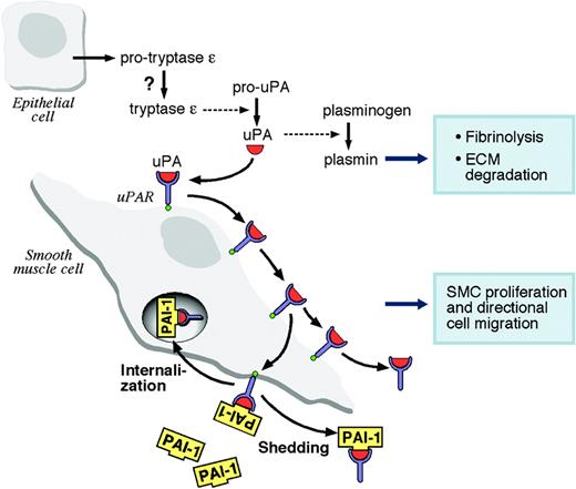 Figure 7. Schematic model of the tryptase ϵ–mediated activation of uPA/uPAR-dependent reactions. In this model, active tryptase ϵ converts pro-uPA to uPA (red symbol) in the epithelium. uPA converts plasminogen to plasmin which, in turn, promotes fibrinolysis and the degradation of extracellular matrices. Some uPA binds to the uPAR (blue symbol) on the surface of the smooth muscle cell and induces varied signaling events in the cell. The uPA/uPAR-activated cells eventually increase their expression of the inhibitory factor PAI-1 (yellow symbol), and the exocytosed serpin binds to the uPA/uPAR complex to dampen the protease-mediated activation response. Some of the multimeric complex is internalized and endocytosed uPA is rapidly destroyed. The remainder is shed in a phospholipase C–dependent manner from the plasma membrane with or without PAI-1. In some cells, uPA can directly bind to the αMβ2.48 Thus, the uPA that is generated by tryptase ϵ also could regulate certain integrin-dependent signaling events. ECM indicates extracellular matrix.