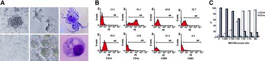 Figure 1. Human MSCs inhibited the initial differentiation of DCs from CD14+ monocytes. (A) Monocytes cultured in the presence of GM-CSF and IL-4 for 7 days and then LPS for another 48 hours (Ctr-Mo) show clustered and protruding veils resembling mature DCs (top row). In contrast, monocytes with MSC coculture (MSC-Mo) display macrophage-like morphology (bottom row) (for left, middle, and right columns for both rows: original magnifications × 40, × 200, and × 1000, respectively). Cell morphology was evaluated by phase contrast microscopy and Wright-Giemsa staining (Sigma, Saint Louis, MO). Images in panel A were visualized using either an Olympus BH-2 microscope (right column) or a Nikon TE2000-U microscope (left and middle columns) equipped with Plan Fluor 4×/0.13 and 20×/0.45 and Splan oil 100×/1.25 objective lenses (Nikon, Tokyo, Japan). Images were captured with a Nikon Coolpix 995 camera and processed with Adobe Photoshop 7.0 software (Adobe, San Jose, CA). (B) Flow cytometry was employed to analyze the surface molecules expressed by Ctr-Mo (top row) and MSC-Mo (bottom row). Horizontal bars indicate the positive region; the corresponding percentage is shown above each bar. Results shown are representative of 3 independent experiments. (C) CD14 and CD1a expression of monocyte-derived cells in MSC/monocyte cocultures at ratios ranging from 1:10 to 1:200 was assessed by flow cytometry. Results are representative of 2 independent experiments.
