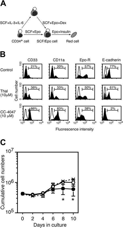 Figure 2. CC-4047 inhibits development of erythroid progenitor cells. (A) Schematic representation of the cell culture systems used in the study. CD34+ cells cultured with SCF plus Epo develop into SCF/Epo-dependent erythroid progenitors (SCF/Epo cells) that can be induced to further differentiate into fully mature red cells by Epo plus insulin. Alternatively, CD34+ cells are induced to develop first into Epo-independent progenitors with SCF plus IL-3 plus hyper–IL-6 (SI2 cells) and then induced to yield SCF/Epo cells by SCF plus Epo plus Dex. SI2 cells and SCF/Epo cells represent progenitors at the early and late stage of erythroid cell development, respectively. (B) A total of 4 × 105 CD34+ cells were cultured with SCF plus Epo to generate SCF/Epo cells in the presence of thalidomide (10 μM), CC-4047 (10 μM), or 0.1% DMSO (control). At day 10 in culture, cells were analyzed for surface antigen expression by flow cytometry (filled area). The open area indicates staining with isotype control antibody. Horizontal lines represent the percent of positive cells for each staining. (C) The growth kinetics of cells from panel B are shown as cumulative cell numbers. ○ indicates thalidomide; •, CC-4047; and × with dotted line, control. Data represent means ± standard deviation from 3 independent experiments. *Significant change (P = .05) from control on each day.