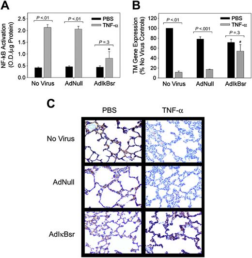 Figure 3. Effect of blocking NF-κB activation on in vivo TNF-α–induced TM repression. The lungs of mice were transduced with no virus or 109 pfu of either AdNull or AdIκBsr by intratracheal instillation. Four days later they were challenged with either PBS (A-B, ▪) or 20 μg human TNF-α (A-B, ▦) by intratracheal instillation. (A) Pulmonary NF-κB activity measured in whole lung nuclear extracts by ELISA. *P < .007 for AdIκBsr versus no virus or AdNull controls challenged with TNF-α. (B) Pulmonary TM gene expression in whole lung extracts determined by real-time PCR. #P < .04 for AdIκBsr versus no virus, and AdNull controls were challenged with TNF-α. All values are the mean ± SEM of 3 experiments. (C) Photomicrographs of TM immunostaining 16 hours after exposure to either PBS or TNF-α.