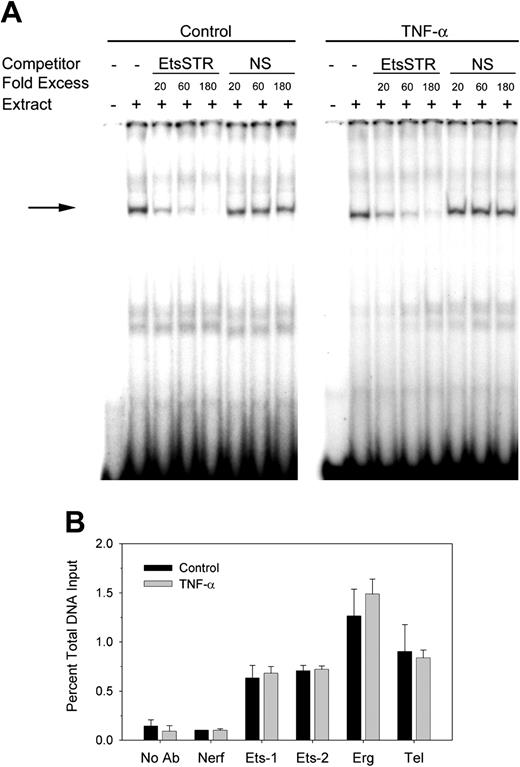 Figure 5. Binding of Ets transcription factors to the TM promoter. HUVECs were stimulated with or without 80 ng/mL human TNF-α for 16 hours. (A) Representative EMSA performed with primers/probe containing the sequence of the TNF-α response element within the TM promoter. Preincubation of HUVEC nuclear extracts with unlabeled oligonucleotides containing Ets binding sequences from the stromelysin promoter (EtsSTR), but not a nonspecific (NS) oligonucleotide containing the potential noncanonical NF-κB binding site, competitively reduced the observed the intensity of the dominant DNA-protein complex (solid arrow). (B) Chromatin immunoprecipitation was performed by using a probe specific for the TM promoter and antibodies specific for various Ets species. Specificity for the TNF-α response element within the TM promoter was confirmed by lack of enrichment above background by using primers and probe to a sequence approximately 18 kb upstream of the TM promoter (data not shown). ▪ indicates control; ▦, stimulation with TNF-α. Values are the mean ± SEM for 4 experiments. P values were not significant for paired vehicle and TNF-α groups.