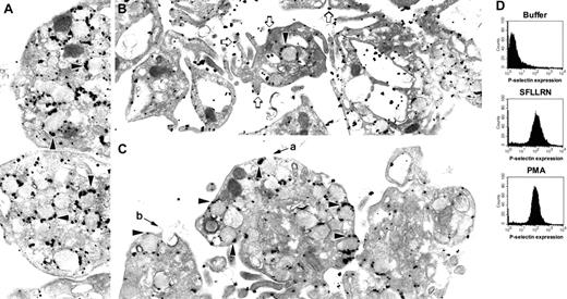 Figure 1. P-selectin localization in platelets exposed to SFLLRN or PMA. Platelets were exposed to (A) buffer, (B) 100 μM SFLLRN, or (C) 0.2 μM PMA for 10 minutes. Platelets were then processed for immunonanogold staining by using a polyclonal rabbit antibody directed against the cytoplasmic tail of P-selectin. Label is observed primarily on α-granule surfaces (black arrowheads) in resting platelets (A) and platelets exposed to PMA (C). Label is observed mostly on plasma membrane (open arrows) in platelets exposed to SFLLRN (B). Apparent fusion of α-granules with plasma membrane could be visualized in the PMA-treated platelets (a and b). Control samples prepared by using an irrelevant primary antibody or in the absence of primary antibody did not show significant staining. (D) Expression of P-selectin in aliquots of platelet samples also used for electron microscopy was assessed by flow cytometry by using an antibody to the extracellular domain of P-selectin. Magnification of panel A is 25 000 ×;B,21 000 ×; and C, 25 000 ×.