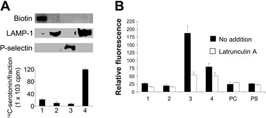 Figure 8. F-actin coats purified platelet α-granules. (A) Platelets were subjected to nitrogen cavitation and subcellular fractionation as described in “Materials and methods.” Plasma membranes and OCS from biotin-labeled platelets were identified in fraction 1 by staining with HRP-avidin. Lysosomes and dense granules were identified primarily in fractions 2 and 4 by using anti-LAMP-1 antibody. α-Granules were identified in fraction 3 by using antibodies directed at the P-selectin. Dense granules were identified in fraction 4 following subcellular fractionation of 14C-serotonin-labeled platelets. (B) Fractions 1 (OCS and plasma membrane-enriched), 2 (lysosome-enriched), 3 (α-granule-enriched), 4 (dense granule-enriched), phosphatidylcholine (PC) micelles or phosphatidylserine (PS) micelles were incubated in the presence (□) or absence (▪) of 32 μM latrunculin A for 20 minutes. Samples were then incubated with 10 μM FITC-phalloidin for 20 minutes and analyzed by flow cytometry.