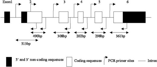 Figure 1. Schematic representation of the PIG-A gene and PCR primers. □ and ▪ represent coding and noncoding regions, respectively; arrows, PCR primer sites; and —, introns.