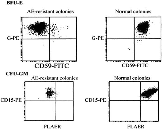 Figure 2. Flow cytometric analysis of pooled aerolysin-resistant colonies. Day-14 BFU-Es (top row) or CFU-GMs (bottom row) were washed from methycellulose-containing plates. BFU-Es were stained with FITC-conjugated anti–glycophorin-A and PE-conjugated anti-CD59. CFU-GMs were stained with PE-conjugated anti-CD15 and FLAER. Vertical and horizontal axes represent fluorescence intensity compared with isotypic controls.